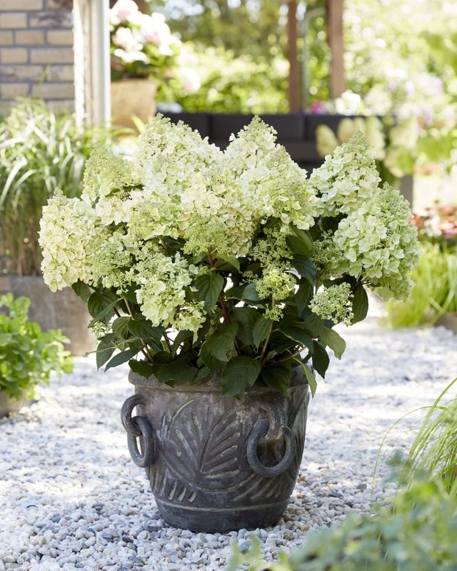 &#39;Bee Happy&#39;® Hortensja Bukietowa Hydrangea paniculata