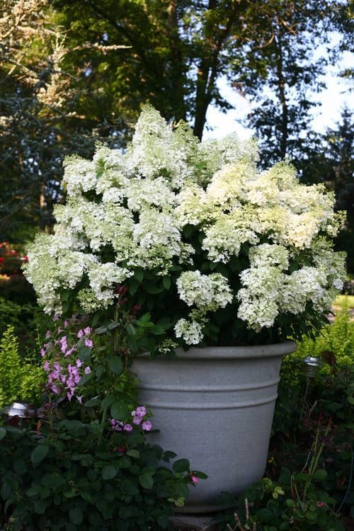 &#39;Bobo&#39; Hortensja bukietowa Hydrangea paniculata