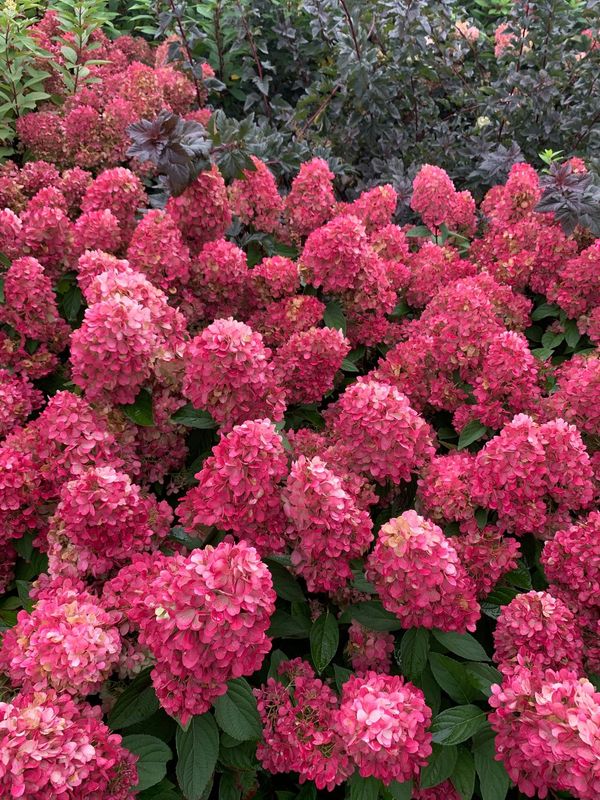 &#39;Bonfire&#39; Hortensja bukietowa Hydrangea paniculata