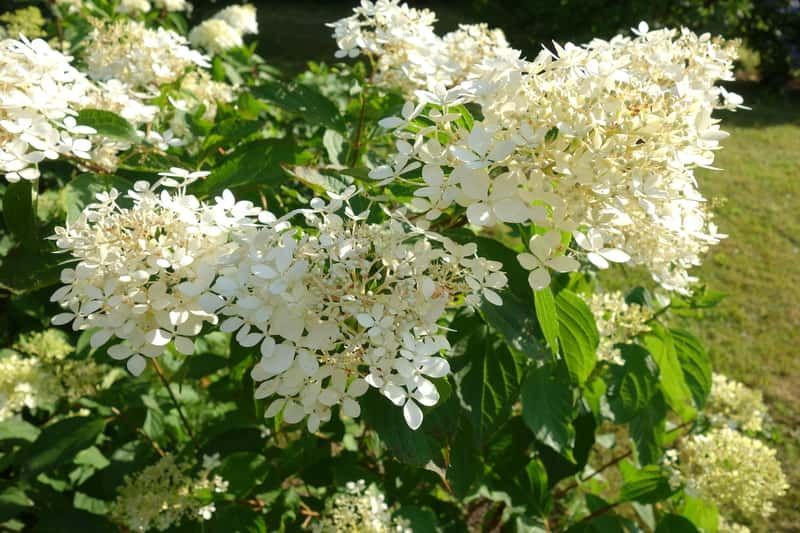 &#39;Confetti Let’s Party&#39; Hortensja bukietowa Hydrangea paniculata