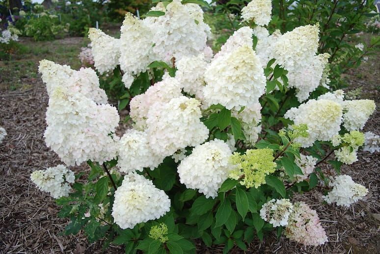 &#39;Diamantino&#39; Hortensja bukietowa Hydrangea paniculata