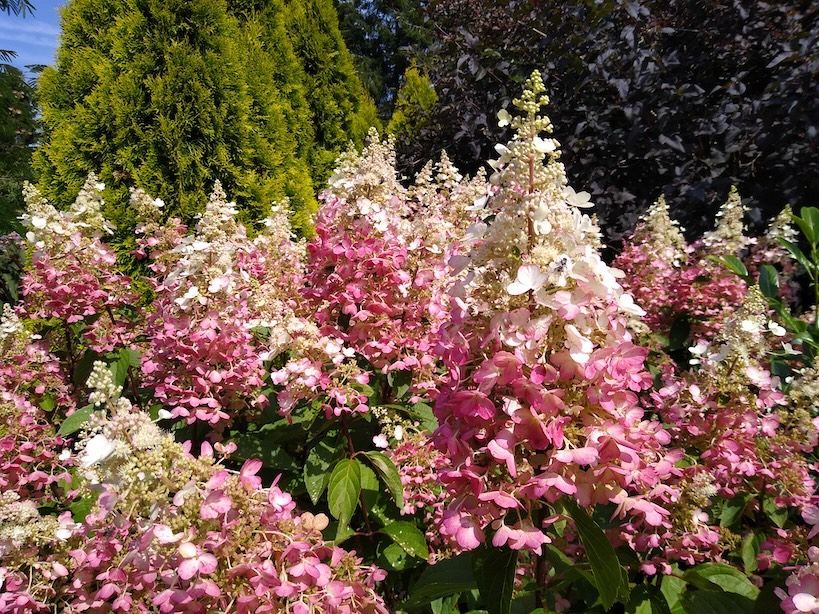 &#39;Candlelight&#39;® Hortensja bukietowa Hydrangea paniculata