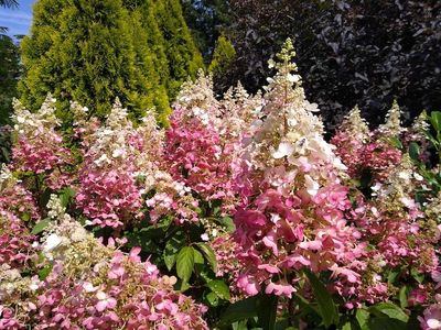 &#39;Candlelight&#39;® Hortensja bukietowa Hydrangea paniculata