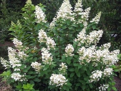 &#39;Great Escape&#39; Hortensja bukietowa Hydrangea paniculata