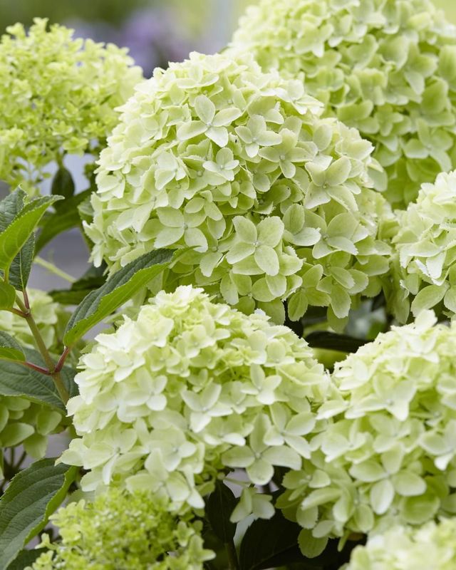 &#39;GardenLights® WhiteLight&#39;  Hortensja bukietowa Hydrangea paniculata