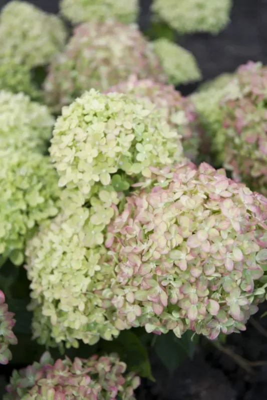 &#39;Little Lime® Jane&#39; Hortensja Bukietowa Hydrangea paniculata