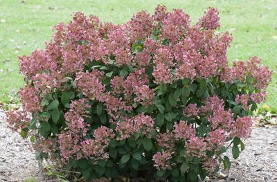&#39;Little Quick Fire&#39;® Hortensja Bukietowa Hydrangea paniculata