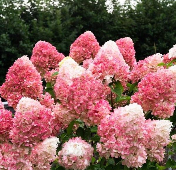 &#39;Living Pink &amp; Rose&#39;® Hortensja Bukietowa Hydrangea paniculata