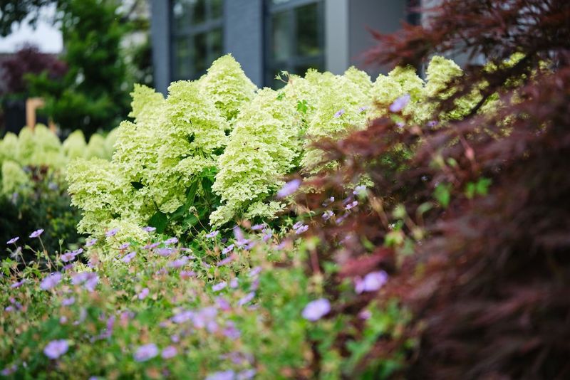 &#39;Magical® Lime Sparkle&#39; Hortensja Bukietowa Hydrangea paniculata