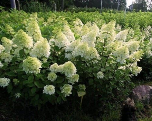 &#39;Magical® Moonlight&#39; Hortensja bukietowa Hydrangea paniculata
