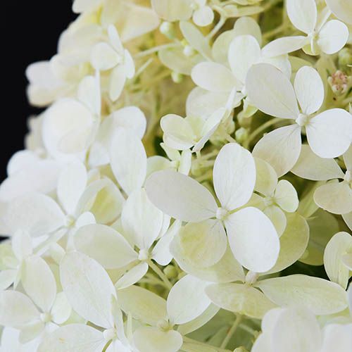 &#39;Magical® Matterhorn&#39; Hortensja bukietowa Hydrangea paniculata