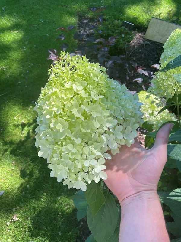 &#39;Minty Spirit&#39; Hortensja bukietowa Hydrangea paniculata