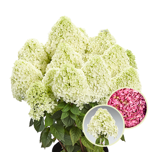 &#39;Pandalus&#39; Hortensja Bukietowa Hydrangea paniculata