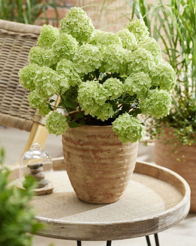 &#39;Petite® Cherry&#39; Hortensja bukietowa Hydrangea paniculata