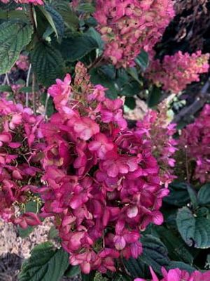 &#39;Petite® Latern&#39; Hortensja bukietowa Hydrangea paniculata