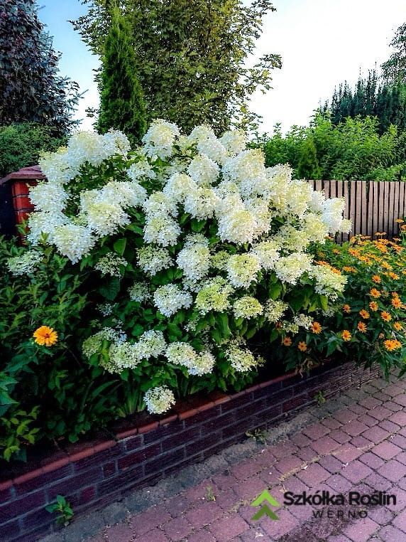 &#39;Rastede&#39; Hortensja bukietowa Hydrangea paniculata
