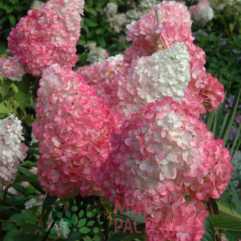 &#39;Sundae Fraise&#39;® Hortensja bukietowa Hydrangea paniculata