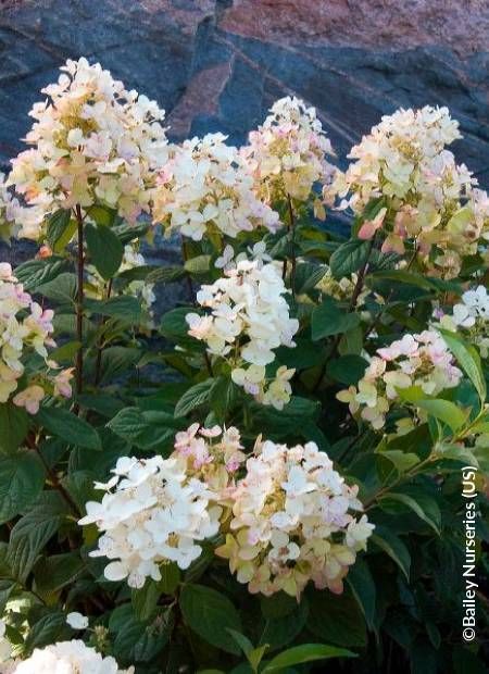 &#39;Tickled Pink&#39;® Hortensja bukietowa Hydrangea paniculata