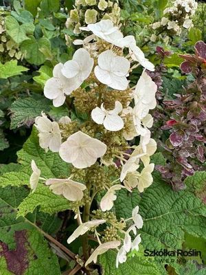 &#39;Silke&#39;s Dwarf&#39; Hortensja dębolistna Hydrangea