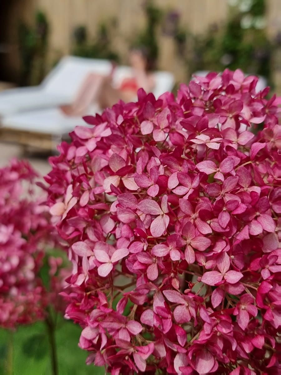&#39;&#39;Candybelle® Sorbet&#39; Hortensja drzewiasta Hydrangea arborescens