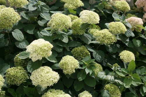 &#39;Lime Rickey&#39;® Hortensja drzewiasta Hydrangea arborescens
