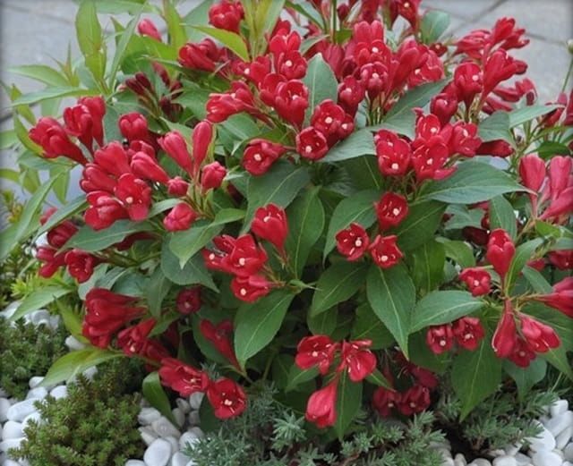 &#39;All Summer Red&#39; Krzewuszka cudowna Weigela florida
