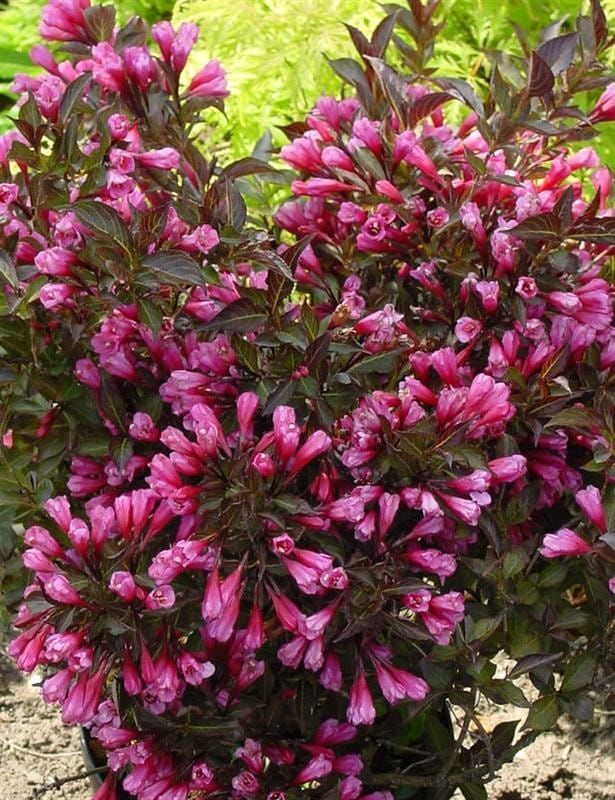 &#39;Black Minor&#39; Krzewuszka cudowna Weigela florida