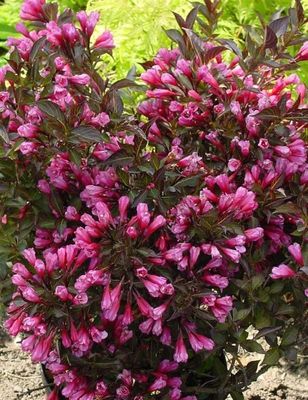 &#39;Black Minor&#39; Krzewuszka cudowna Weigela florida