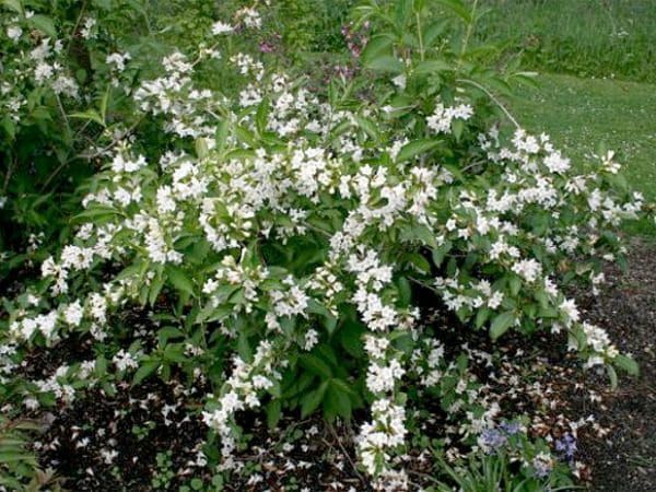 &#39;Candida&#39; Krzewuszka cudowna Weigela florida
