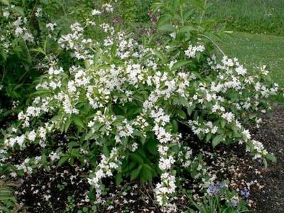 &#39;Candida&#39; Krzewuszka cudowna Weigela florida