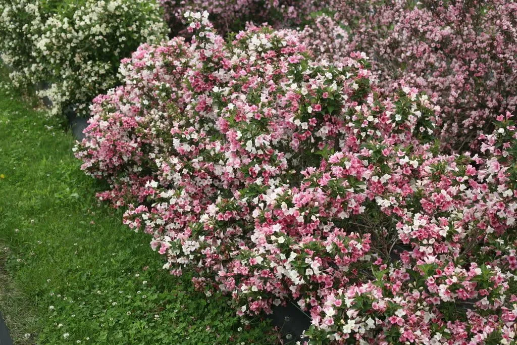 &#39;Colourtwist® Trilogy&#39; Krzewuszka cudowna Weigela florida