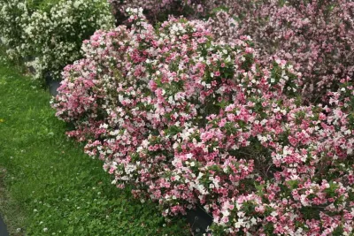 &#39;Colourtwist® Trilogy&#39; Krzewuszka cudowna Weigela florida