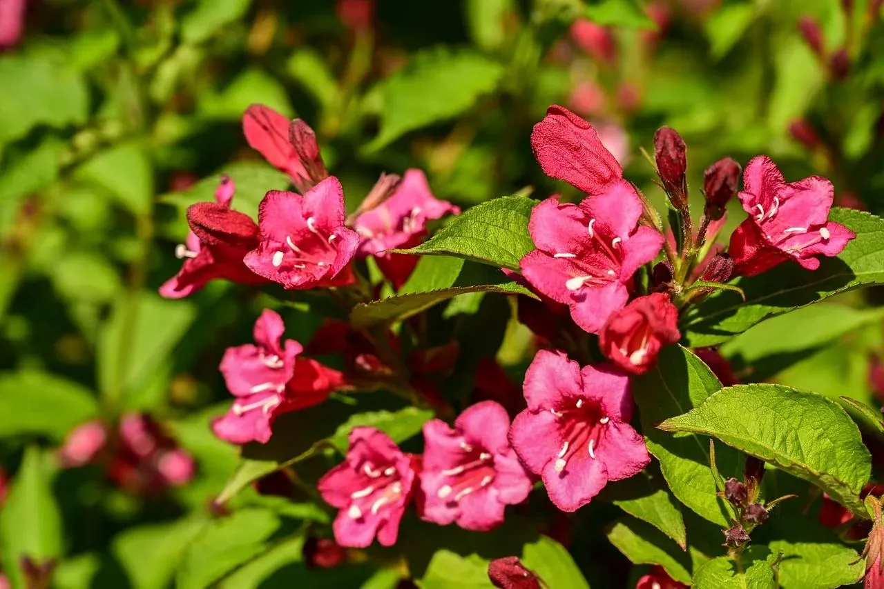 &#39;Evita&#39; Krzewuszka cudowna Weigela florida