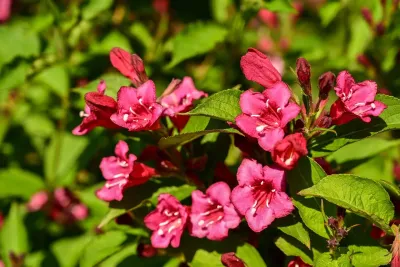 &#39;Evita&#39; Krzewuszka cudowna Weigela florida
