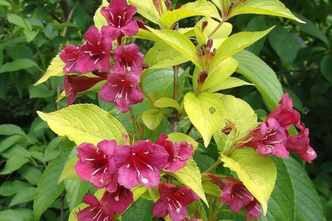 &#39;Olympiade&#39; Krzewuszka cudowna Weigela florida