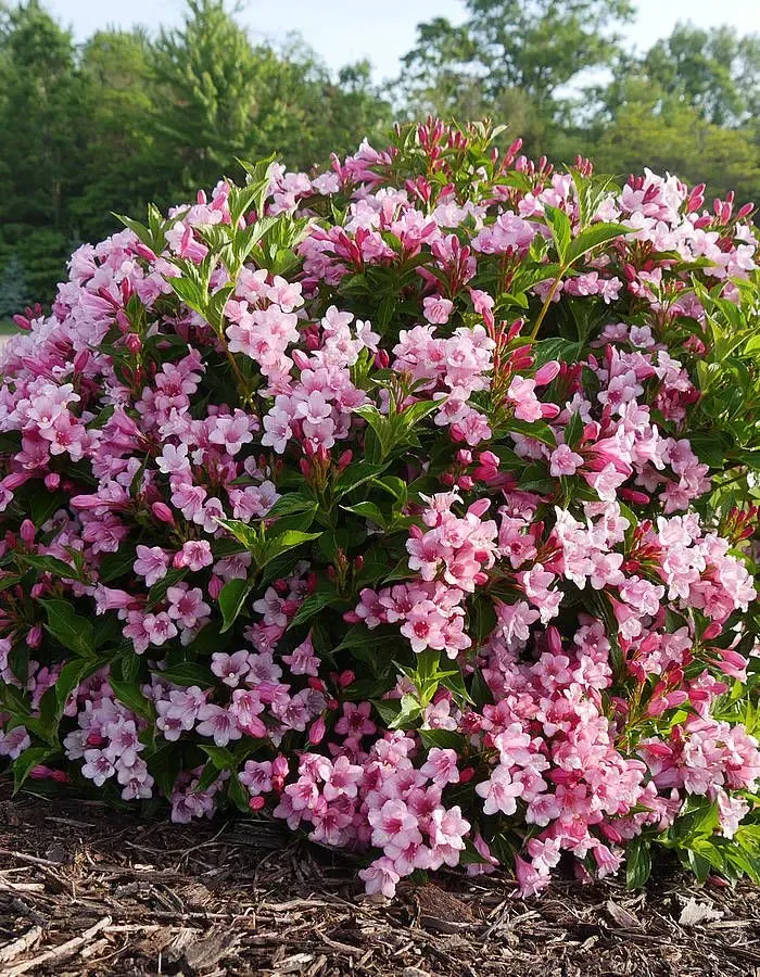 &#39;Colourtwist® Twopink&#39; Krzewuszka cudowna Weigela florida