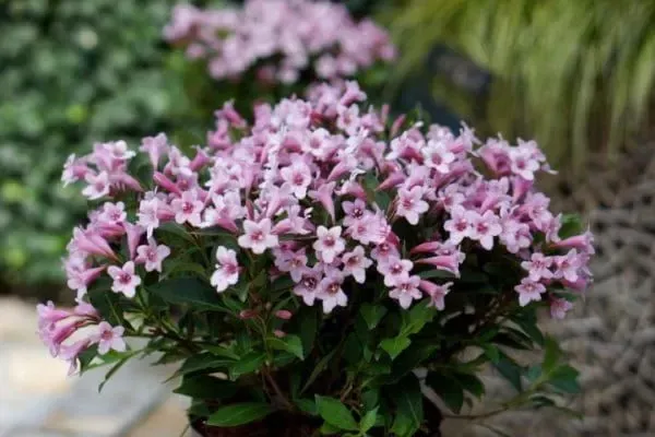 &#39;Pink Poppet&#39; Krzewuszka cudowna Weigela florida