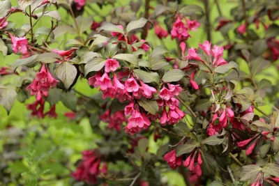 &#39;Ruby Queen&#39; Krzewuszka cudowna Weigela florida