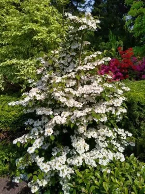 &#39;Kilimandjaro Sunrise&#39; Kalina japońska Viburnum