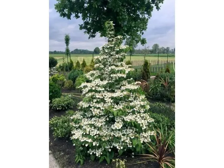 &#39;Kilimandjaro&#39; Kalina japońska Viburnum
