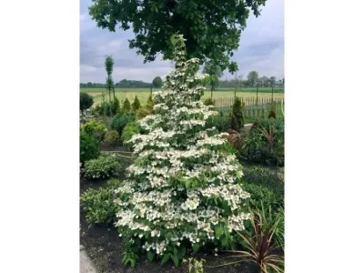 &#39;Kilimandjaro&#39; Kalina japońska Viburnum