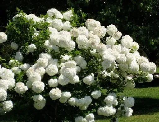 &#39;Roseum&#39; Kalina koralowa Viburnum