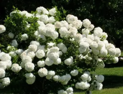 &#39;Roseum&#39; Kalina koralowa Viburnum