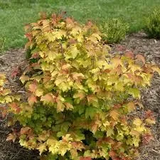 &#39;Oh Canada&#39; Kalina koralowa Viburnum