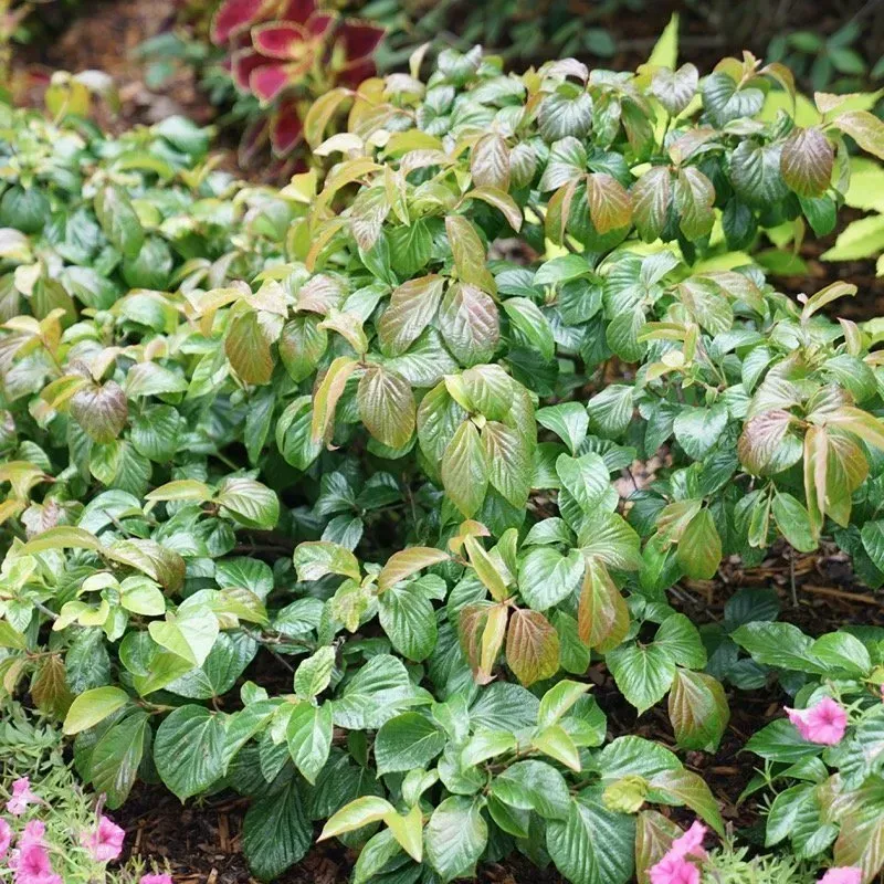 &#39;Shiny Dancer&#39; Kalina koralowa Viburnum