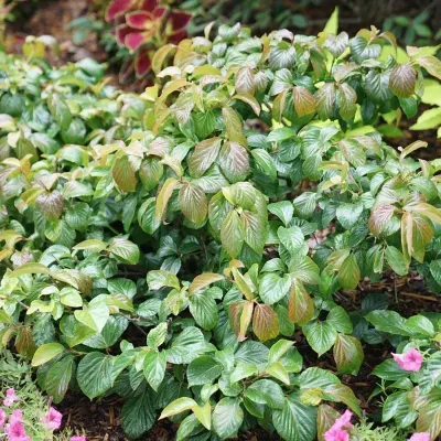&#39;Shiny Dancer&#39; Kalina koralowa Viburnum