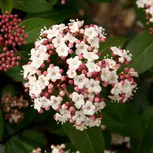 &#39;Lisa Rose&#39; Kalina wawrzynowata Viburnum tinus