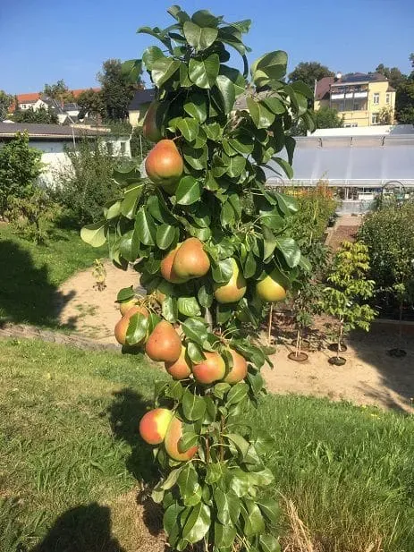 Grusza w doniczce Grusza kolumnowa