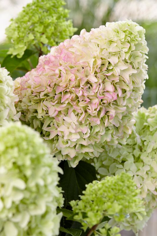 &#39;Little Fresco&#39; Hortensja bukietowa Hydrangea paniculata