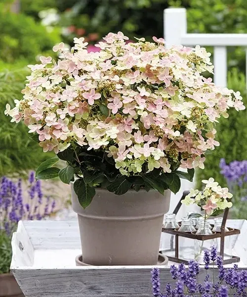 &#39;Switch® Ophelia&#39; (Polestar®) Hortensja Bukietowa Hydrangea paniculata